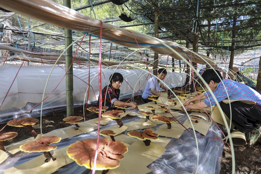 村民在大棚里查看靈芝生長情況，江建興攝