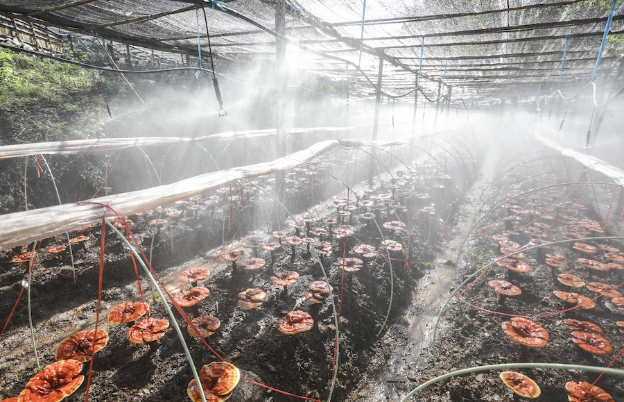 旌德縣擁有靈芝生產(chǎn)基地6000余畝。江建興攝