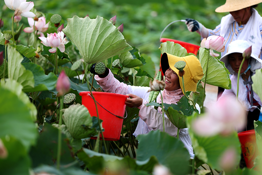 農(nóng)戶冒著高溫采摘蓮蓬。解琛攝