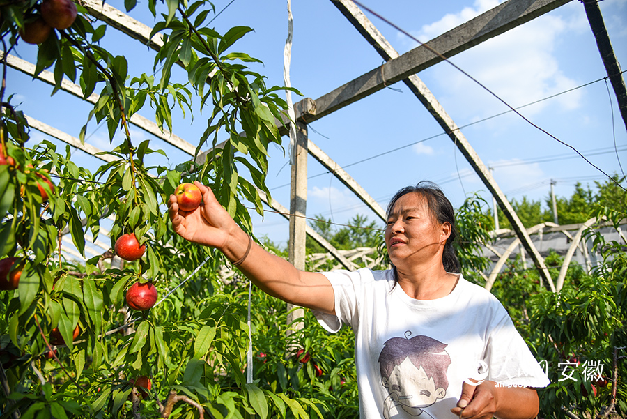 周巧真家的3畝油桃喜獲豐收。人民網 李希蒙攝