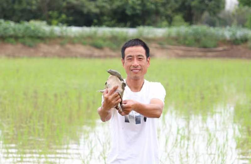 邱汪洋喜捕生態(tài)鱉。萬興村供圖