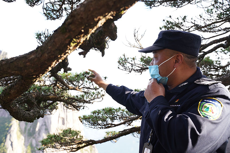 胡曉春在向記者介紹迎客松的近況。 吳焰 攝