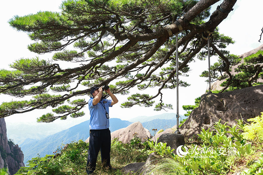 黃山迎客松守松人胡曉春通過望遠(yuǎn)鏡檢查迎客松高處枝干生長情況。人民網(wǎng) 張俊攝