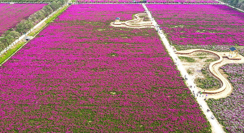 亳藥花海。亳州市委宣傳部供圖