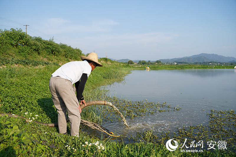 水產(chǎn)養(yǎng)殖基地工作人員正在喂養(yǎng)鱖魚。人民網(wǎng) 王銳攝