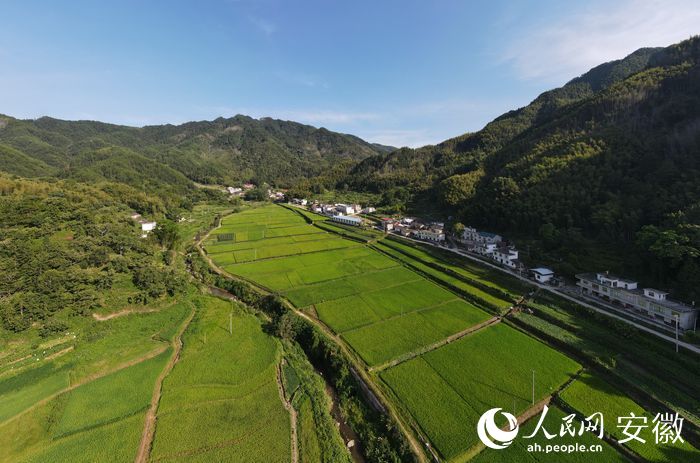 詹福明流轉(zhuǎn)承包土地種植的水稻。人民網(wǎng) 王銳攝