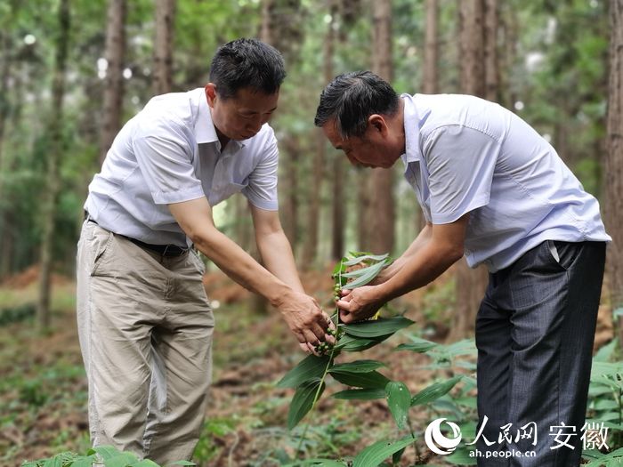 吳振東（右）與池州市農(nóng)業(yè)農(nóng)村局工作人員一同查看幼苗生長情況。人民網(wǎng) 胡雨松攝