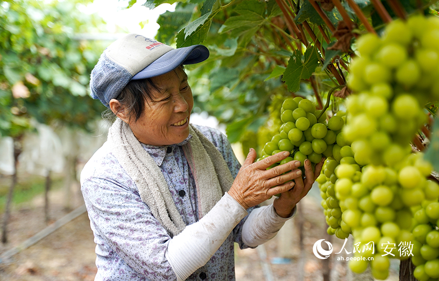 葡萄園里喜豐收。人民網(wǎng) 王銳攝