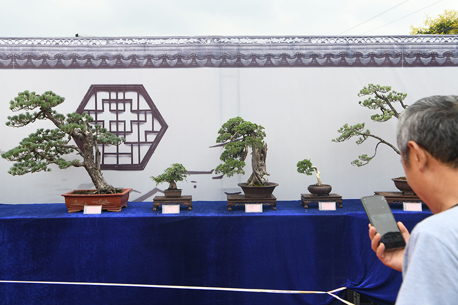 展出的100多盆盆景吸引市民參觀。陳彬攝