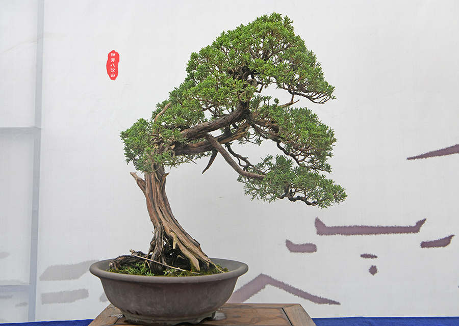 展出的盆景。陳彬攝