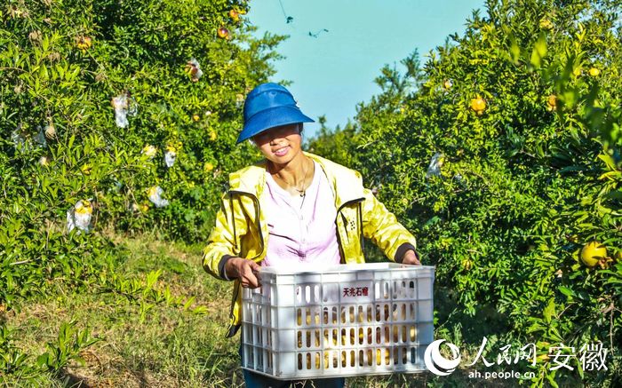 村民搬運(yùn)著豐收的石榴。人民網(wǎng) 陶濤攝