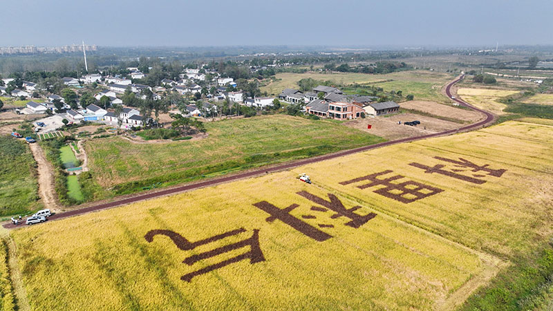 “科里科氣”主題稻田喜獲豐收 ?