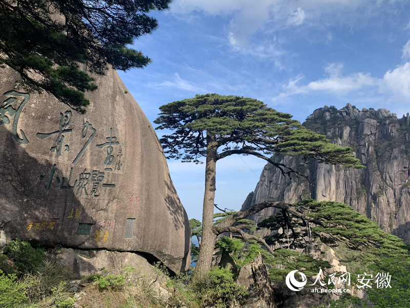 黃山迎客松。人民網 汪瑞華攝