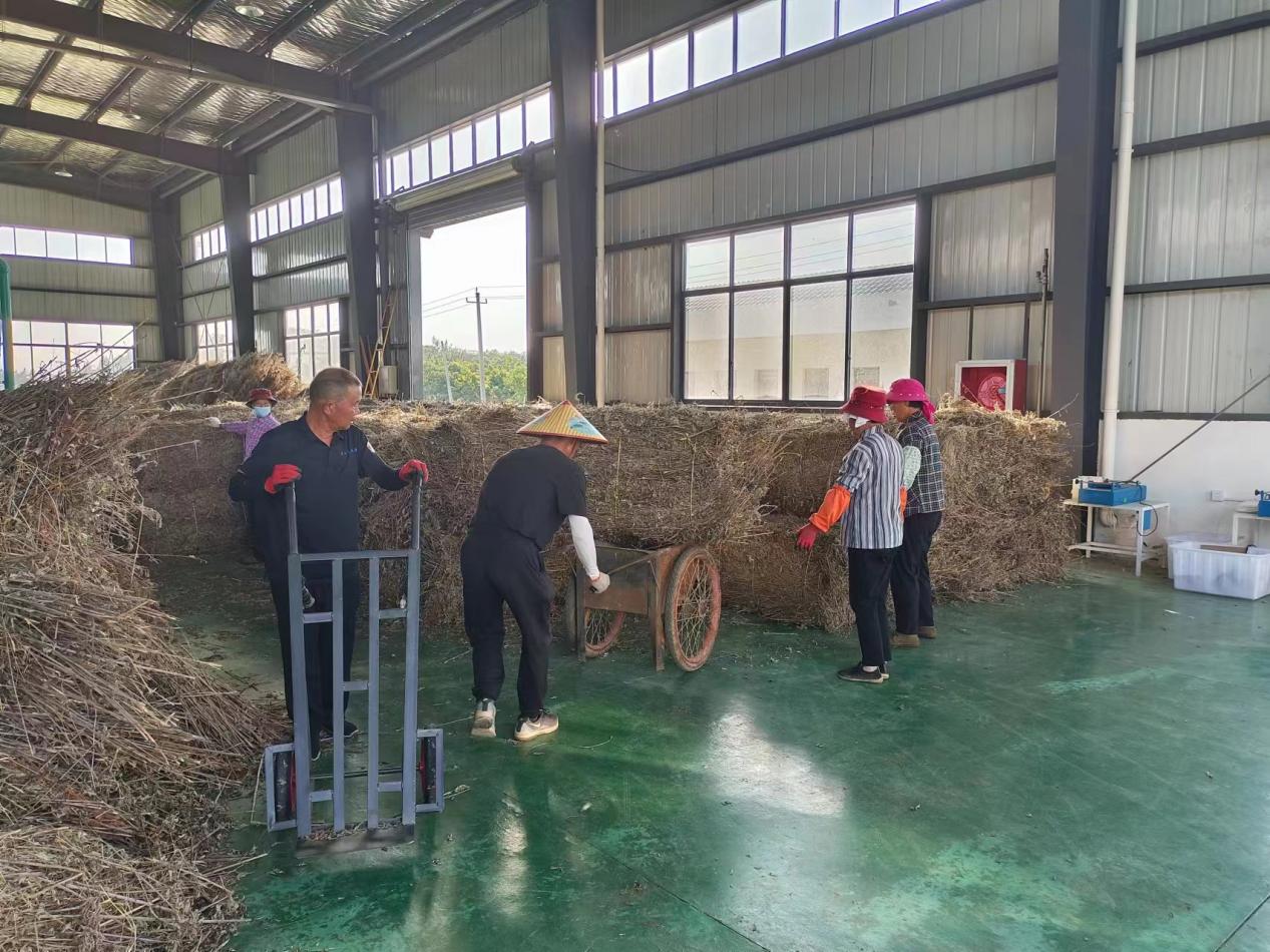 安徽省云艾堂艾草制品有限公司加工車間。望江縣涼泉鄉(xiāng)供圖