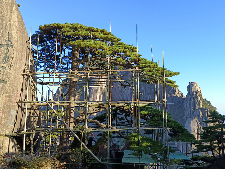黃山迎客松迎來第五次“體檢”。丁丁攝