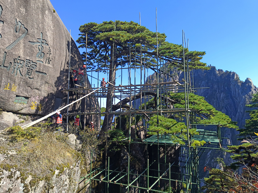 迎客松旁，工人正在搭建腳手架。丁丁攝