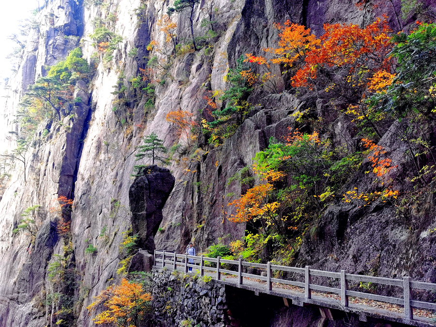 黃山秋景惹人醉。吳立新攝