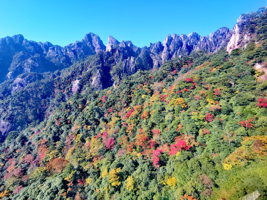 黃山迎來最佳賞秋季。解傳光攝