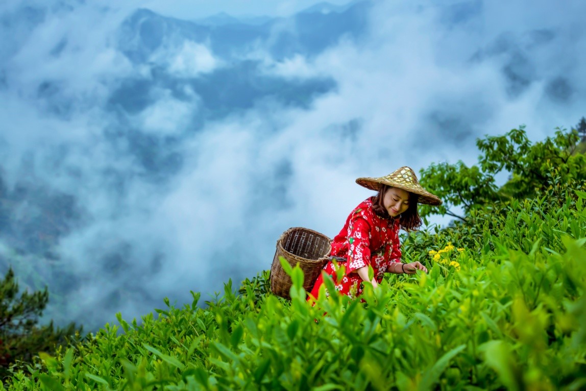 黃山毛峰