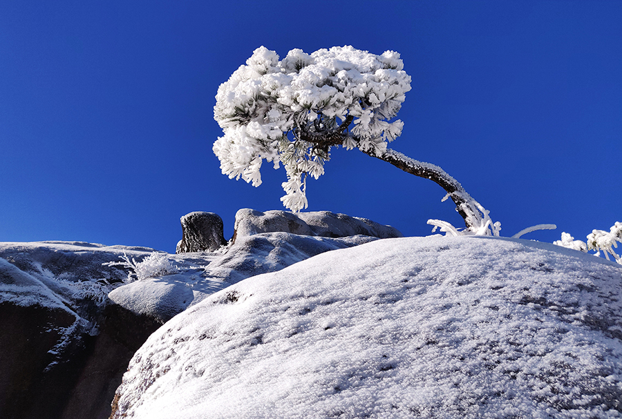 白雪將黃山奇松妝點得銀裝素裹。葉永青攝