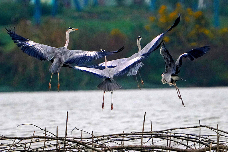 在奎湖越冬的野生鳥(niǎo)類。盛學(xué)鋒攝