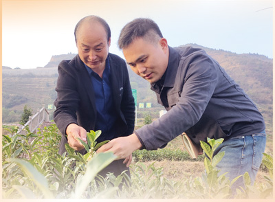 貴州分社記者程煥（右）在貴州省普安縣屯上村“白葉一號”茶園采訪。李允鳳攝