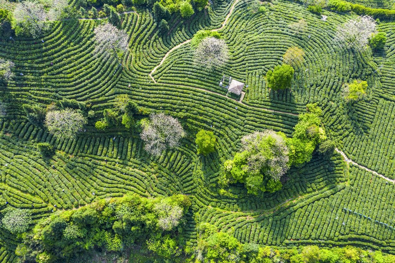 祁門紅茶茶園。黃曉萱供圖
