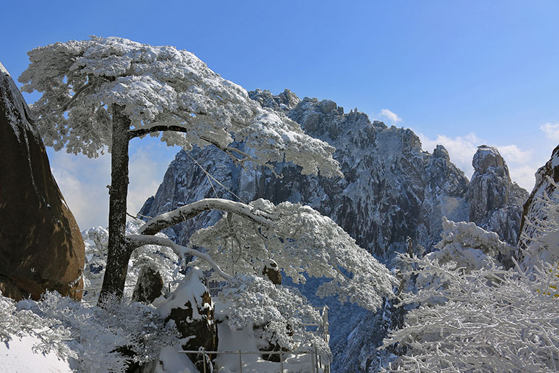 雪后迎客松。