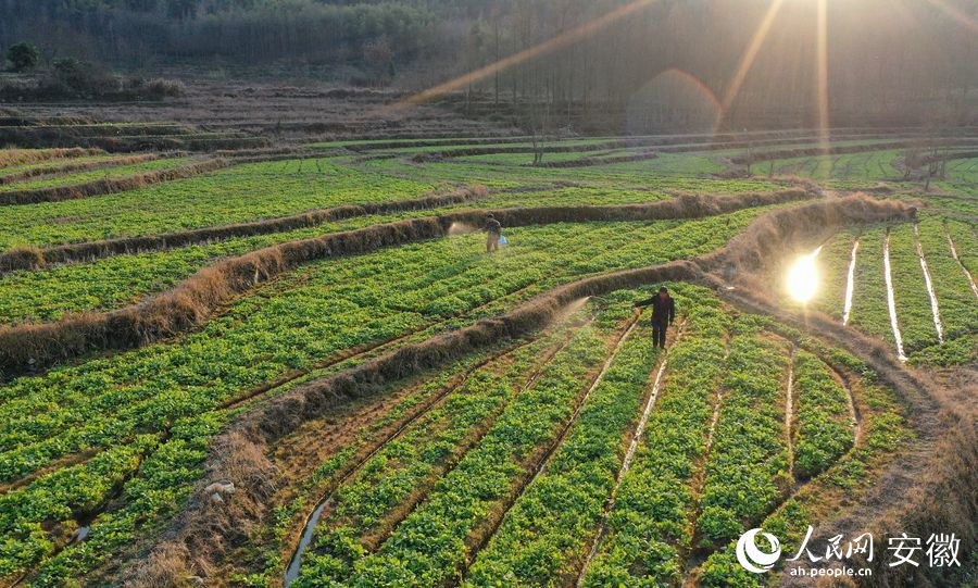 過(guò)上半個(gè)來(lái)月，這里將是一片油菜花海。人民網(wǎng) 張俊攝