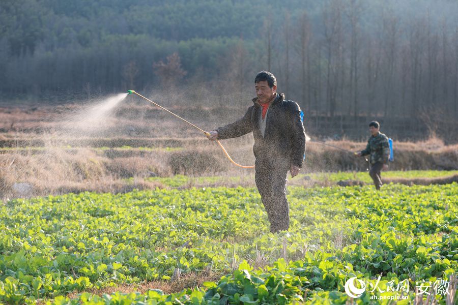 農(nóng)戶給蕾苔期的油菜補(bǔ)充葉面肥。人民網(wǎng) 張俊攝