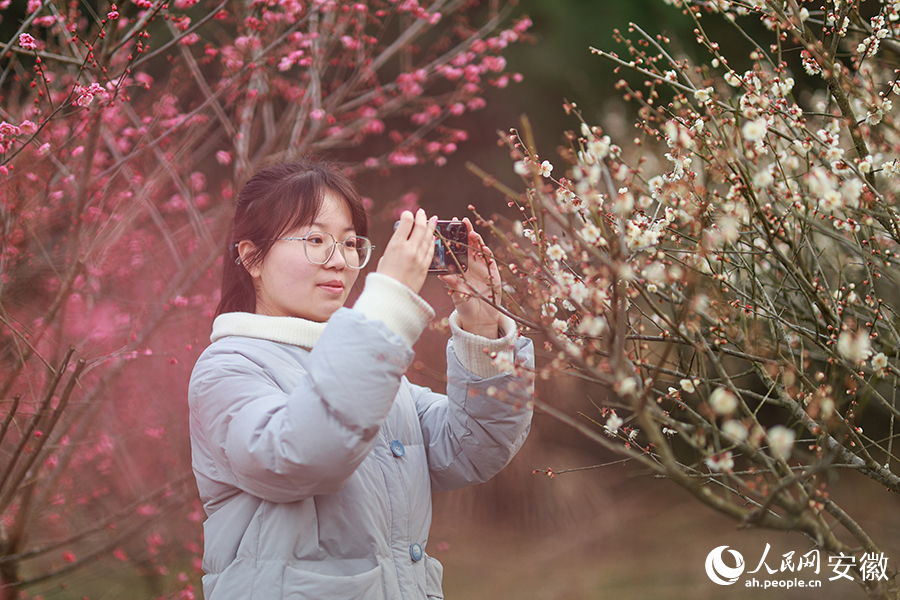 游客在梅園里賞花拍照。人民網(wǎng) 張俊攝