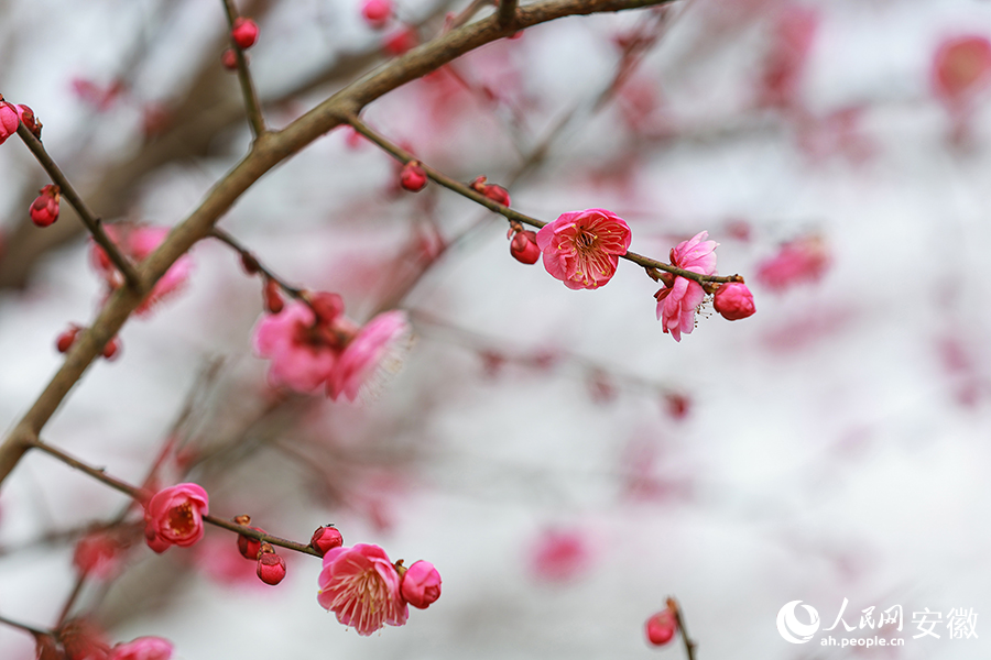 朵朵梅花如霞似火。人民網(wǎng) 張俊攝