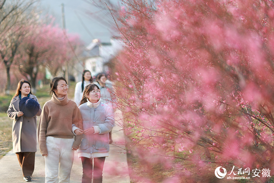 梅開正艷，游客們在梅園中閑庭信步。人民網(wǎng) 張俊攝