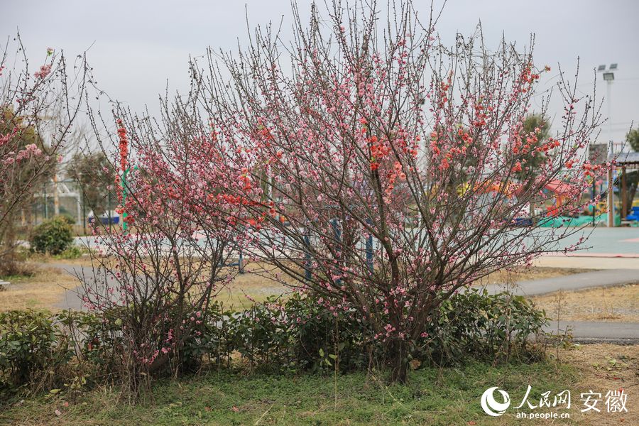 心樂湖畔，梅花開得正艷。人民網(wǎng) 王曉飛攝