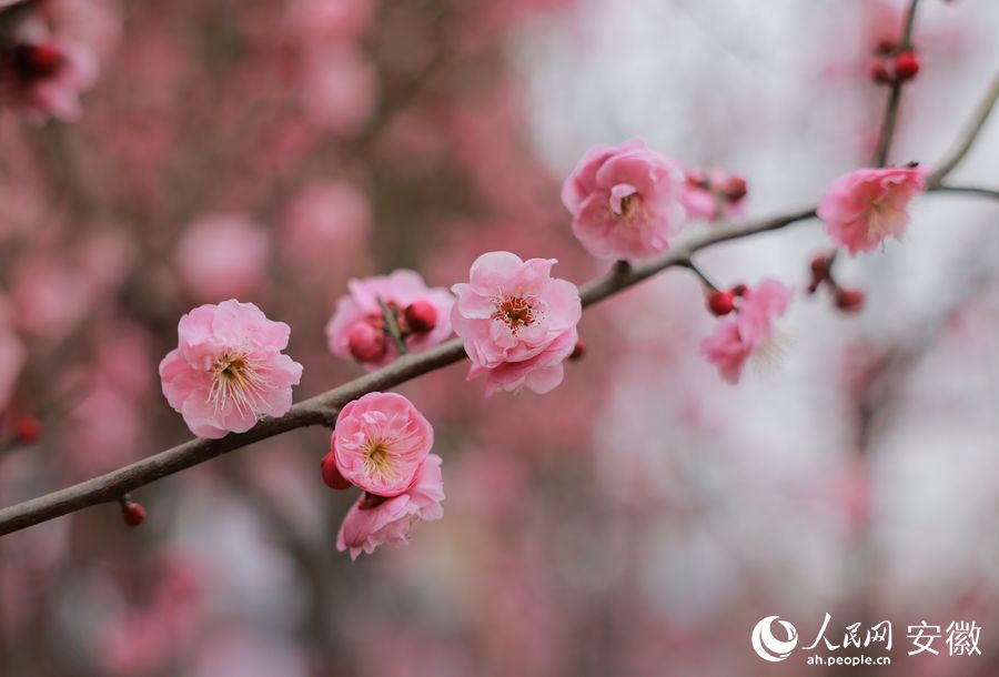 枝頭盛開的梅花。人民網(wǎng) 王曉飛攝