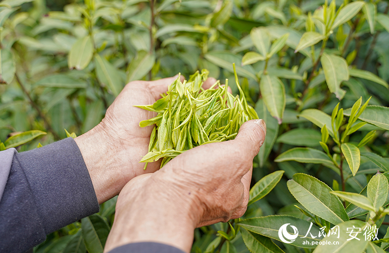 茶葉成為霄坑村的“致富葉”。人民網(wǎng) 王銳攝