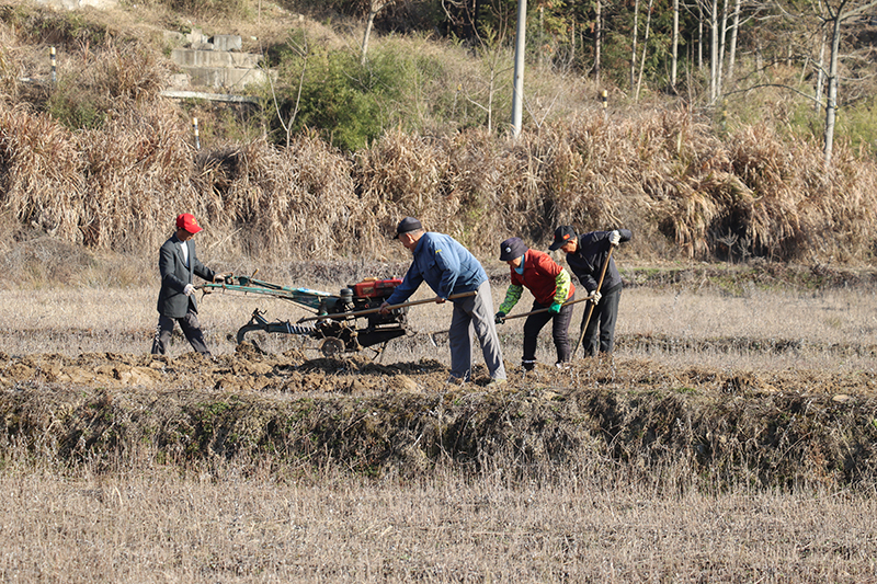 村民們正在為艾草產(chǎn)業(yè)基地翻耕土地。董紅艷攝