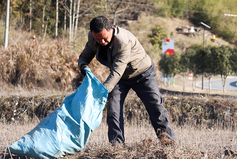 村民正在收獲艾草。董紅艷攝