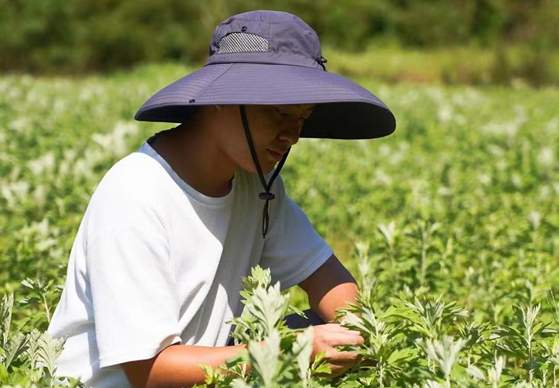 張旭正在艾草田里查看艾草長勢。董紅艷攝