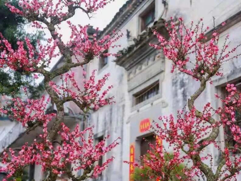 黃山市歙縣賣花漁村徽派盆景。黃山市文化和旅游局供圖