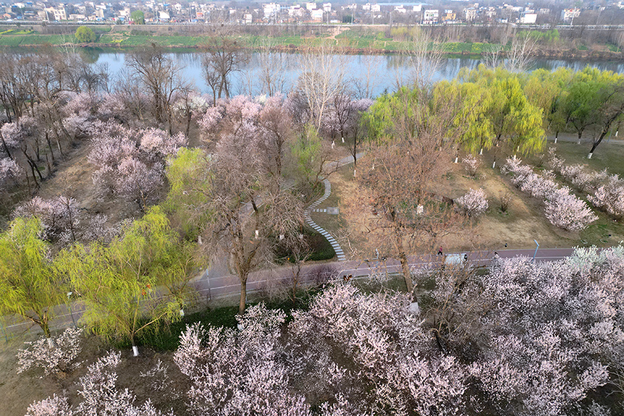 櫻花盛開(kāi)，風(fēng)景如畫(huà)。陶俊攝