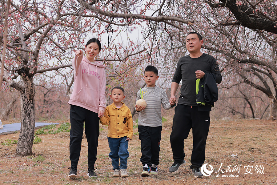 一家四口在杏花林中游玩。人民網(wǎng) 王曉飛攝