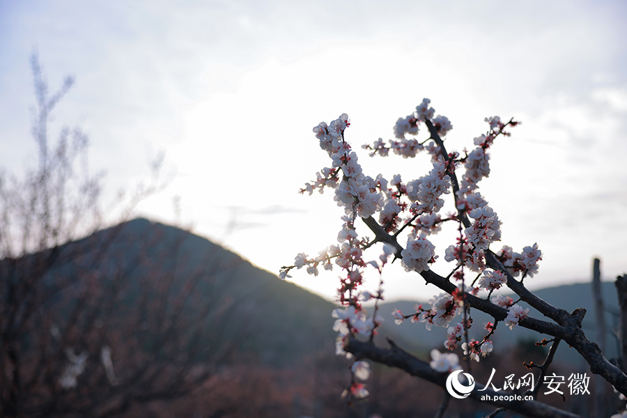 一樹杏花向陽而生。人民網(wǎng) 王曉飛攝