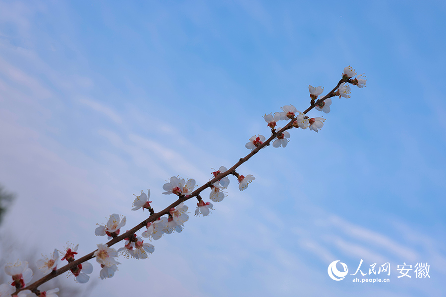 枝頭盛開的杏花。人民網(wǎng) 王曉飛攝