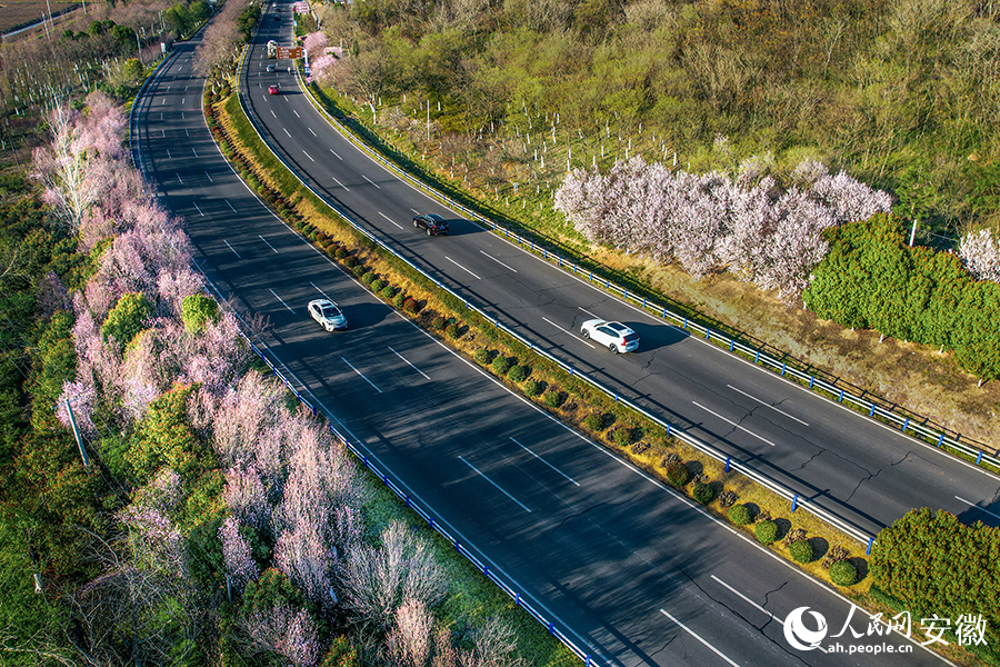 環(huán)巢湖大道中廟段，道路兩側(cè)櫻花盛開。人民網(wǎng)記者 苗子健攝