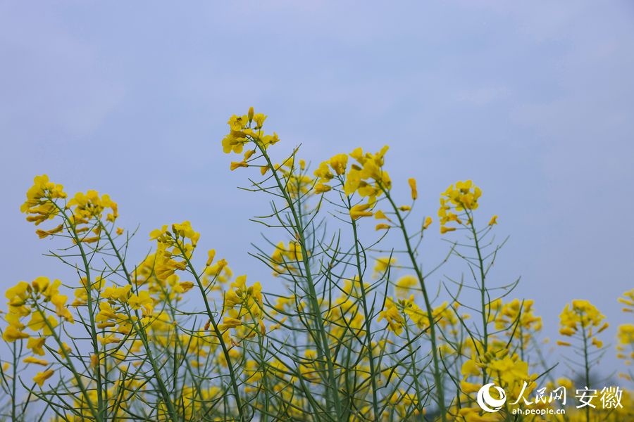 菜花隨風輕擺。人民網(wǎng) 王曉飛攝