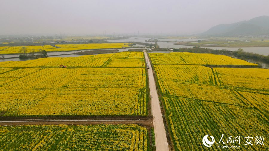 無(wú)人機(jī)視角下的油菜花田。人民網(wǎng) 王曉飛攝