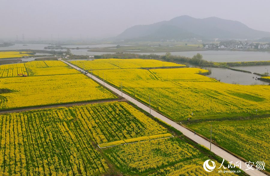 無人機視角下的油菜花田。人民網(wǎng) 王曉飛攝