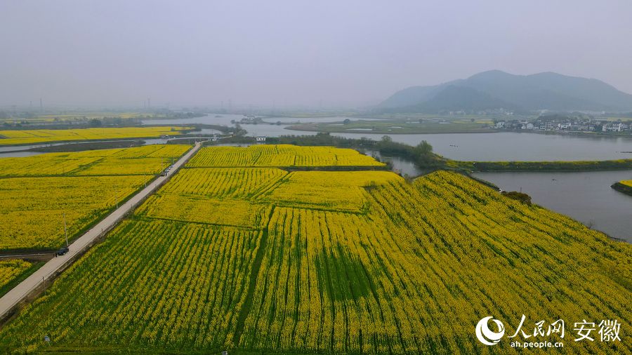 無(wú)人機(jī)視角下的油菜花田。人民網(wǎng) 王曉飛攝