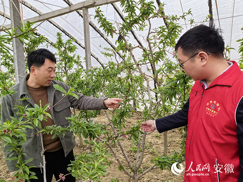 碭山縣農(nóng)行黨員服務(wù)隊(duì)上門為油桃種植戶提供服務(wù)。人民網(wǎng) 韓震震攝